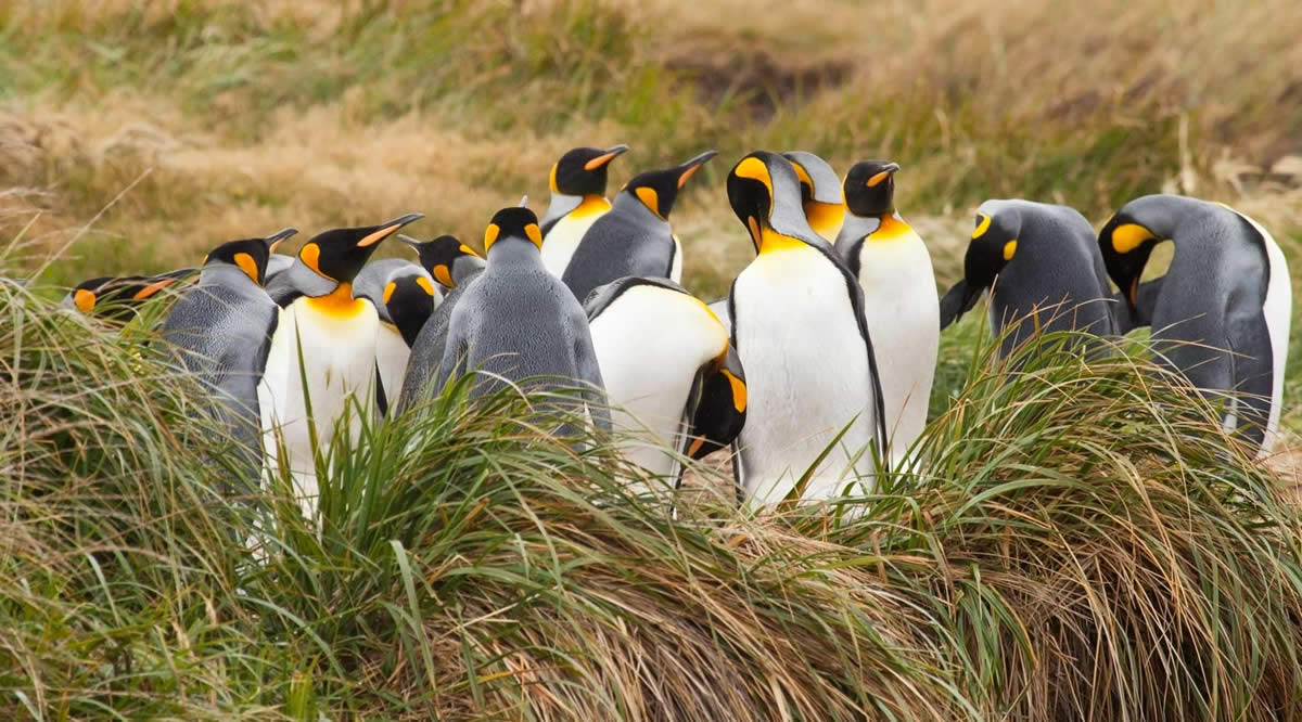 Tierra del Fuego Express incluidos Pingüinos Rey Cruzando el Estrecho de Magallanes